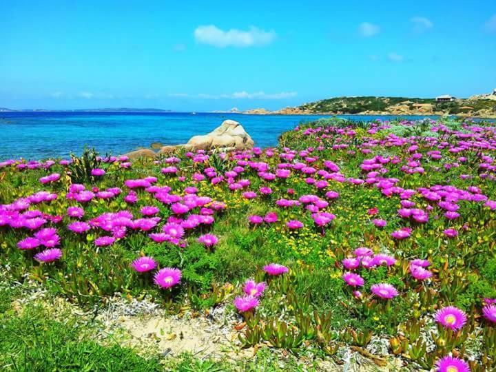 Sweet Home La Maddalena Ла-Маддалена Экстерьер фото